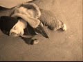 TaZz-Jocuri