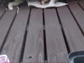 Dinho estraçalhando o canguru