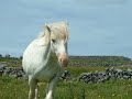 Ireland: Inishmore (Aran Islands)