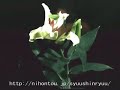 TAMESHIGIRI~Lily~