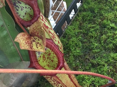 how to fertilize nepenthes