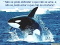 Mensagem para todos que como eu amam nossa Mãe Iemanjá. 
Ajudem a divulgar.
Axé a todos