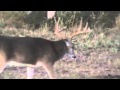 Great S. Texas 10 Point - Big Country Outdoors