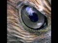 �ahinler   Falcons