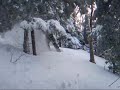Rider.Steve surfing the pow lost in the trees at Jay Peak.