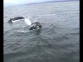 observación de ballenas ecuador