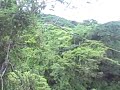 Bunny on a zip line