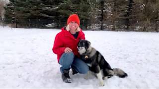Chicago Dog Training Kaya in the Snow with Suburban K9!