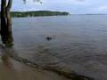 Chipper gold-medal swimming