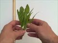 Eattheweeds: Episode 07: Pokeweed, Phytolacca americana Eattheweeds: Episode 07: Pokeweed, Phytolacca americana