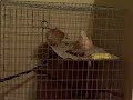 Dove Disagreement Dove Disagreement