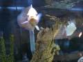 videos de Titus and Hook, my Oscar and Red Hook Silver Dollar