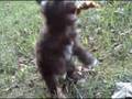 videos de ginger chickenfiend oct 2 Sakkarra chinese crested puppy
