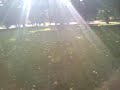 Chelsea (shar-pei) jugando en el parque