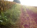 Cliquez pour voir la vid�o