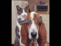 lustige tiere