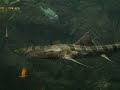 Leopard Sharks