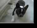 Maggie goes for a \"Sampo\"! (sampo=walk)