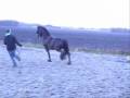 5 year old Friesian stallion Wikke 304 x Teunis 332
