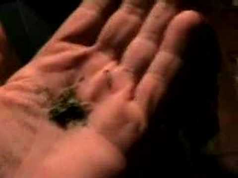 Stevia