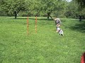 Border kolie a agility