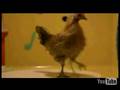 Chicken does the Funkytown Dance
