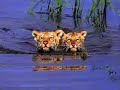 The new Toygers!!!!!