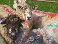 Vaccination technique - bluetongue video 3