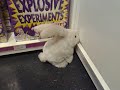 Rabbit Rabbit Rabbit