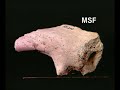 los yacimientos de la sierra de atapuerca 2ª parte