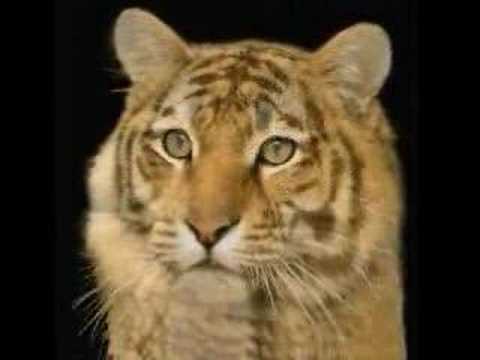 tiger cat ^