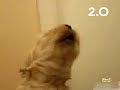 2.0, LO MEJOR DE LA WEB - Animales - El perro que silva