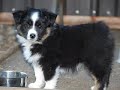 Alpine Puppies