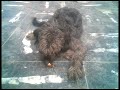 waly