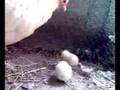 Poussins Nègre-Soie blanc Non-barbu GR