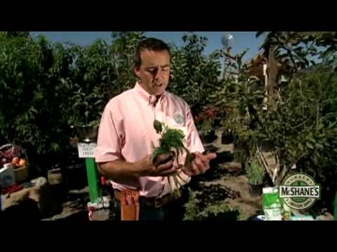 how to fertilize abutilon