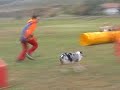 trening 6.10.-smoth collie-agility- Mouvie
