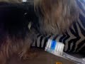 U MUST WATCH!pepedayorkie brushing teeth!(also a few tips) U MUST WATCH!pepedayorkie brushing teeth!(also a few tips)