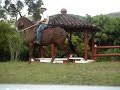 PASO FINO MULE MAYORAL