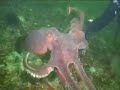 pacific giant octopus union bay bc pacific giant octopus union bay bc