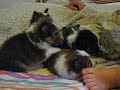 Sheltie puppies