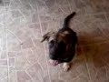 Dingo!