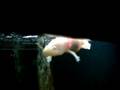 Siam Ocean World怪物