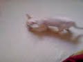 Cat playing fetch