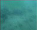 Hippocampus Sada 2 Dive