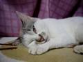 寝ながらノレる猫...痙攣!? ⊆(=^ｪ^=)＝ 妖怪!?