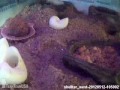 Click here to watch this video 2012-05-12 - @ShellterWest - Project Shellter