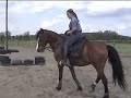 Rearing Zefir