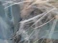 Prairie Prairie