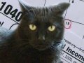 youtube :: recently featured
		YouTube 
			Cat does taxes (Sheeba - Episode 2)